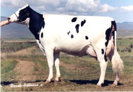 Scientific Lady Rae VG 89 SBC